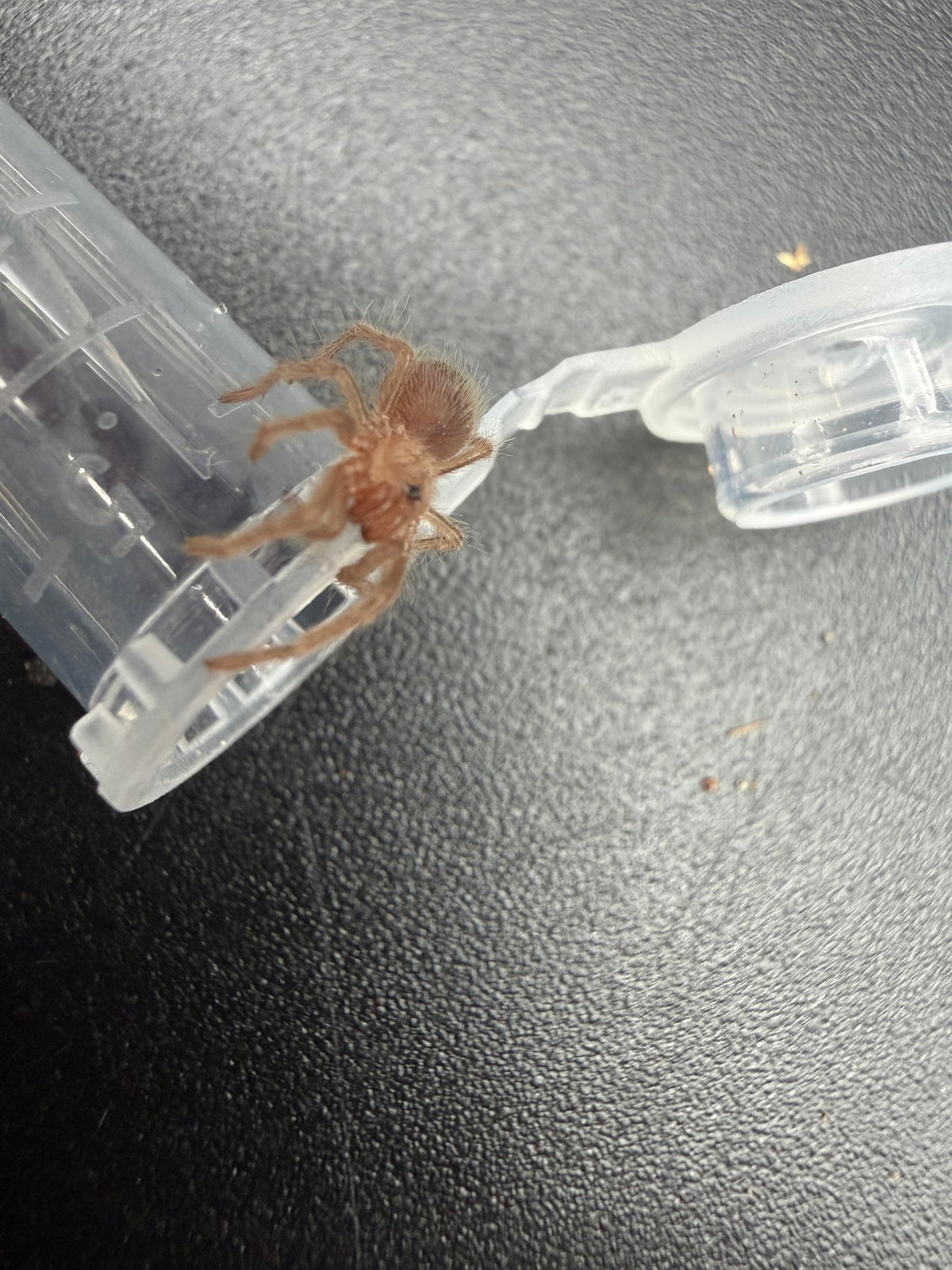 Mexican Red Leg Tarantula (Brachypelma emilia) 0.5" (Sling)