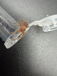 Mexican Red Leg Tarantula (Brachypelma emilia) 0.5" (Sling)