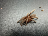 Argentine Dwarf Tarantula (Catumiri argentinense)