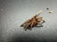 Argentine Dwarf Tarantula (Catumiri argentinense) 0.75" (Sling)