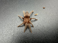 Argentine Dwarf Tarantula (Catumiri argentinense) 0.75" (Sling)