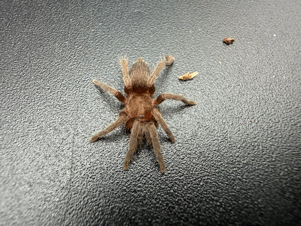 Argentine Dwarf Tarantula (Catumiri argentinense) 0.75" (Sling)