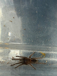 Cambodia Blue Earth Tiger Tarantula (Chilobrachys sp. 'Cambodia Blue') 0.75-1" (Sling)