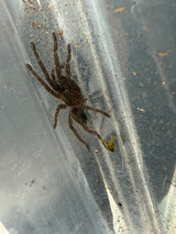 Cambodia Blue Earth Tiger Tarantula (Chilobrachys sp. 'Cambodia Blue')