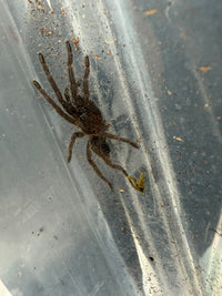 Cambodia Blue Earth Tiger Tarantula (Chilobrachys sp. 'Cambodia Blue') 0.75-1" (Sling)