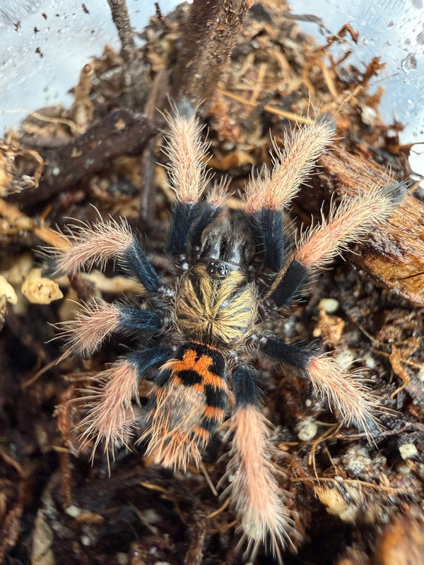 Green Bottle Blue Tarantula (Chromatopelma cyaneopubescens) 0.75" (Sling)