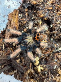 Green Bottle Blue Tarantula (Chromatopelma cyaneopubescens) 0.75" (Sling)
