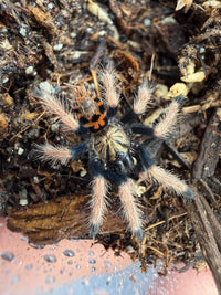 Green Bottle Blue Tarantula (Chromatopelma cyaneopubescens) 0.75" (Sling)
