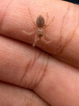 Orange and Violet Dwarf Tarantula (Citharacanthus cyaneus)