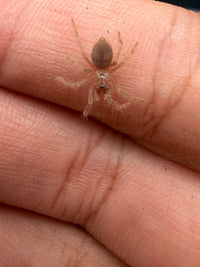 Orange and Violet Dwarf Tarantula (Citharacanthus cyaneus) 0.33-0.5" (Sling)