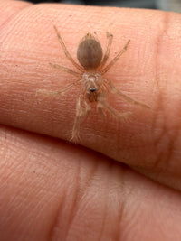 Orange and Violet Dwarf Tarantula (Citharacanthus cyaneus) 0.33-0.5" (Sling)