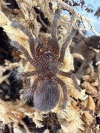 Rear-Horned Baboon Tarantula (Ceratogyrus darlingi) 0.75" (Sling)