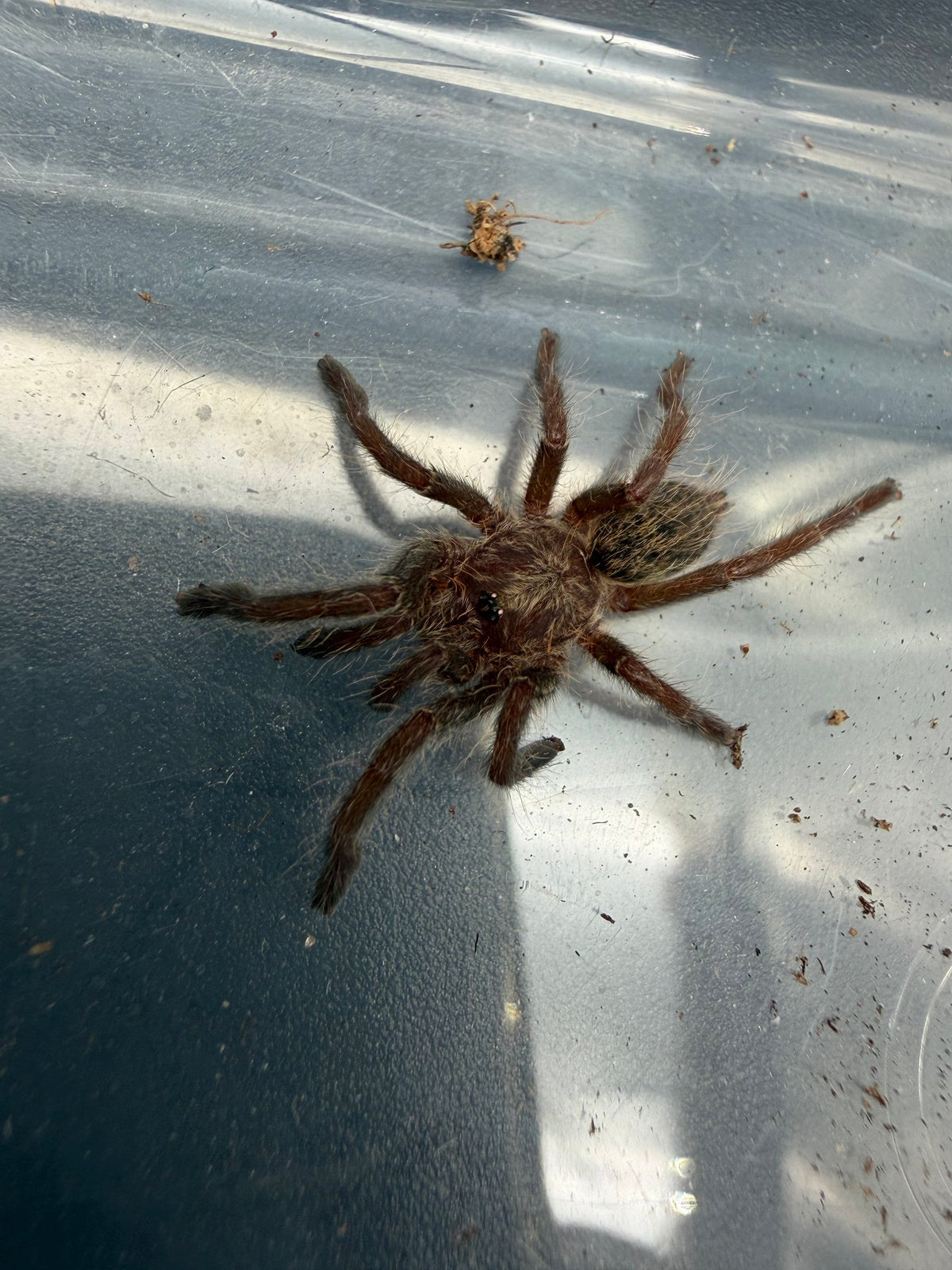 Rear-Horned Baboon Tarantula (Ceratogyrus darlingi) 0.75" (Sling)