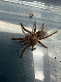 Rear-Horned Baboon Tarantula (Ceratogyrus darlingi) 0.75" (Sling)