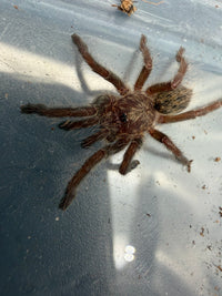 Rear-Horned Baboon Tarantula (Ceratogyrus darlingi) 0.75" (Sling)