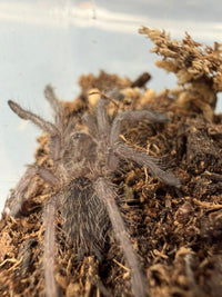 Zimbabwe Grey Baboon Tarantula (Ceratogyrus meridionalis) 3/4-1" (Sling)
