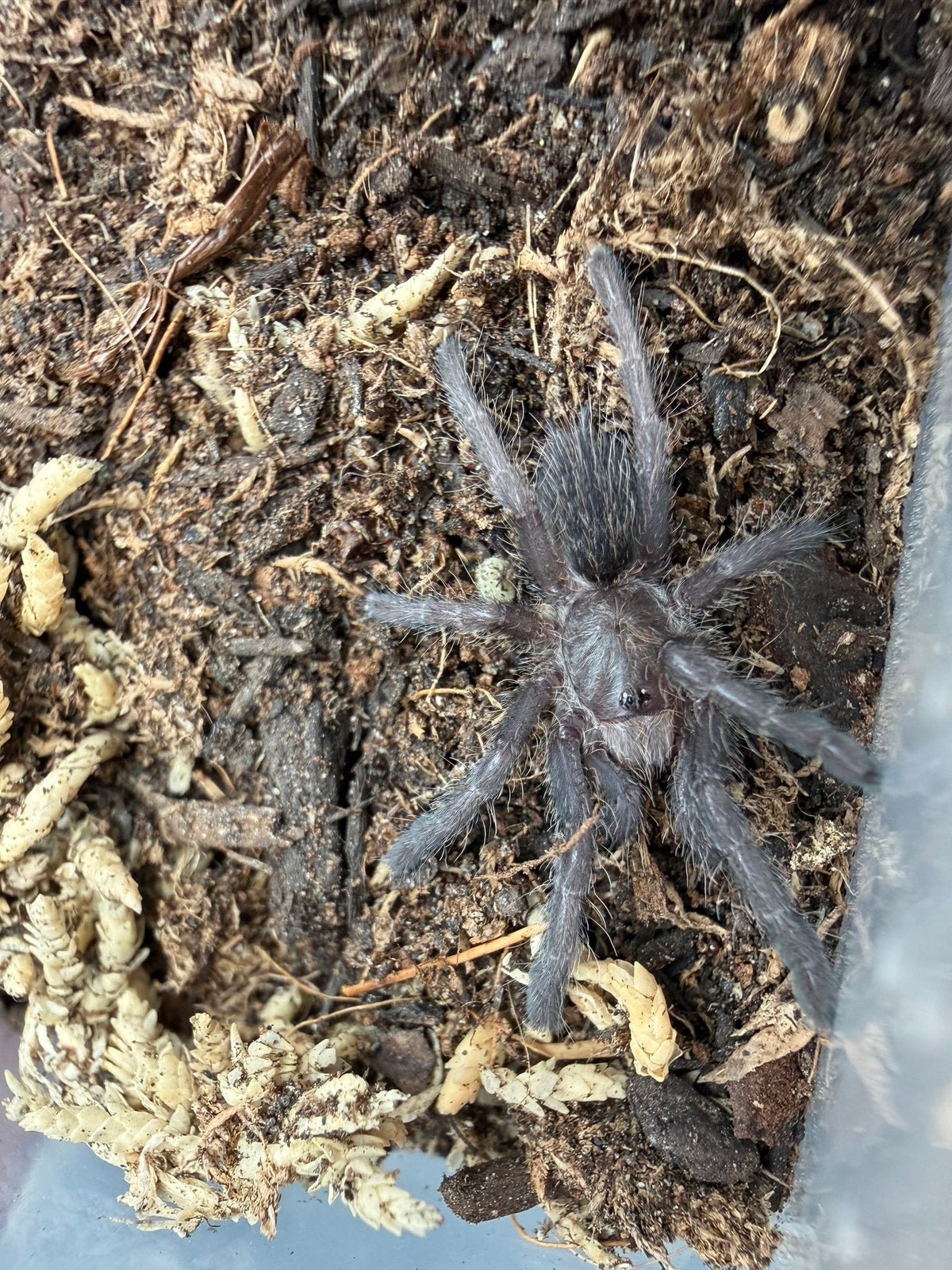Zimbabwe Grey Baboon Tarantula (Ceratogyrus meridionalis) 3/4-1" (Sling)