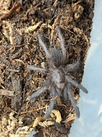 Zimbabwe Grey Baboon Tarantula (Ceratogyrus meridionalis) 3/4-1" (Sling)