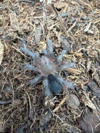 Brazilian Black Tarantula (Grammostola pulchra / G. quirogai) 3/4-1" (Sling)