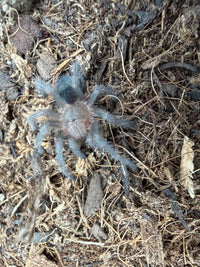 Brazilian Black Tarantula (Grammostola pulchra / G. quirogai) 3/4-1" (Sling)