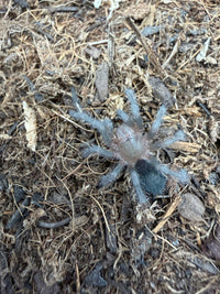 Brazilian Black Tarantula (Grammostola pulchra / G. quirogai) 3/4-1" (Sling)