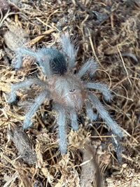 Brazilian Black Tarantula (Grammostola pulchra / G. quirogai) 3/4-1" (Sling)