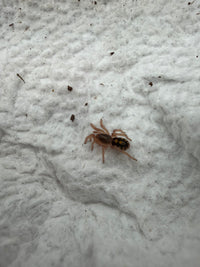 Pumpkin Patch Tarantula (Hapalopus formosus) 1/4-1/2" (Sling)