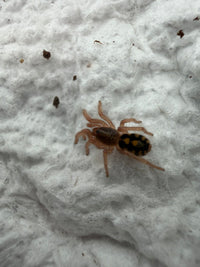 Pumpkin Patch Tarantula (Hapalopus formosus) 1/4-1/2" (Sling)