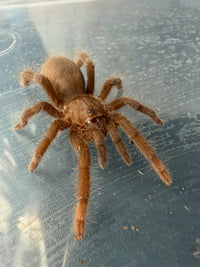 Cameroon Red Baboon Tarantula (Hysterocrates gigas) 1.5" (Juvenile)
