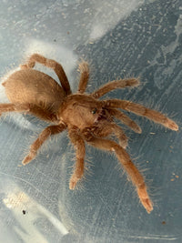 Cameroon Red Baboon Tarantula (Hysterocrates gigas) 1.5" (Juvenile)