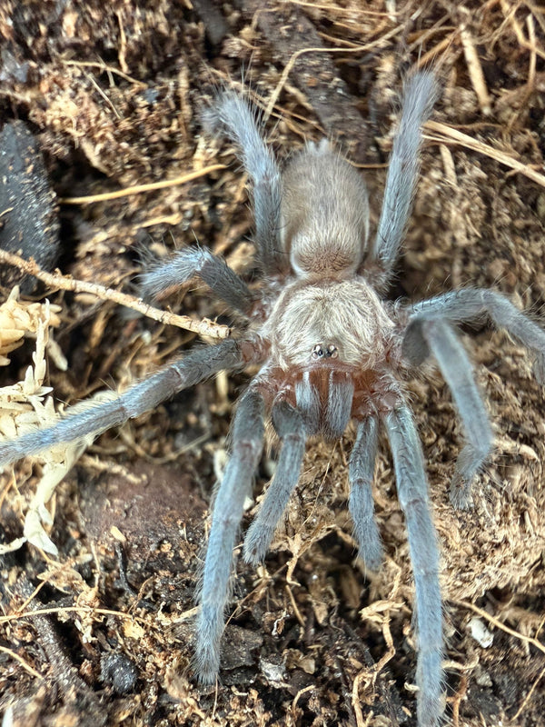 Dhofar Blue Dwarf Tarantula (Ischnocolus jickelii 'Blue') 3/4-1" (Sling)