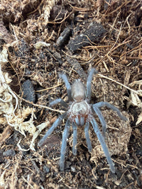 Dhofar Blue Dwarf Tarantula (Ischnocolus jickelii 'Blue') 3/4-1" (Sling)