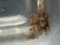 Omani Gold Tarantula (Ischnocolus vanandelae) 1-1.25" (Sling)
