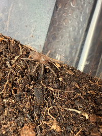 Bahia Scarlet Birdeater Tarantula (Lasiodora klugi) 1/4-1/2" (Sling)