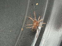 Brazilian Black and White Tarantula (Nhandu coloratovillosus) 0.5" (Sling)