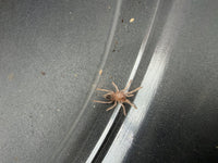 Brazilian Black and White Tarantula (Nhandu coloratovillosus) 0.5" (Sling)