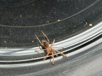 Brazilian Black and White Tarantula (Nhandu coloratovillosus) 0.5" (Sling)