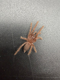 Quezon Blue Earth Tiger Tarantula (Orphnaecus sp. "Quezon Blue") 0.5" (Sling)