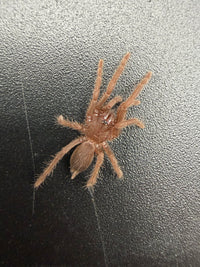 Quezon Blue Earth Tiger Tarantula (Orphnaecus sp. "Quezon Blue") 0.5" (Sling)