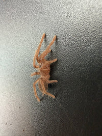 Quezon Blue Earth Tiger Tarantula (Orphnaecus sp. "Quezon Blue") 0.5" (Sling)
