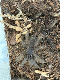 Borneo Black Tarantula (Phormingochilus arboricola) 0.5" (Sling)