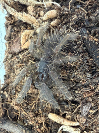 Borneo Black Tarantula (Phormingochilus arboricola) 0.5" (Sling)