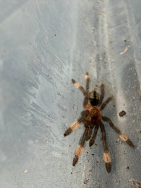 Trinidad Chevron Tarantula (Psalmopoeus cambridgei) 1/2"