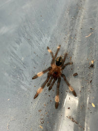 Trinidad Chevron Tarantula (Psalmopoeus cambridgei) 1/2"