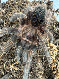 Dominican Purple Tarantula (Phormictopus sp. 'Dominican Purple') 3" (Juvenile)