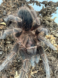Dominican Purple Tarantula (Phormictopus sp. 'Dominican Purple') 3" (Juvenile)