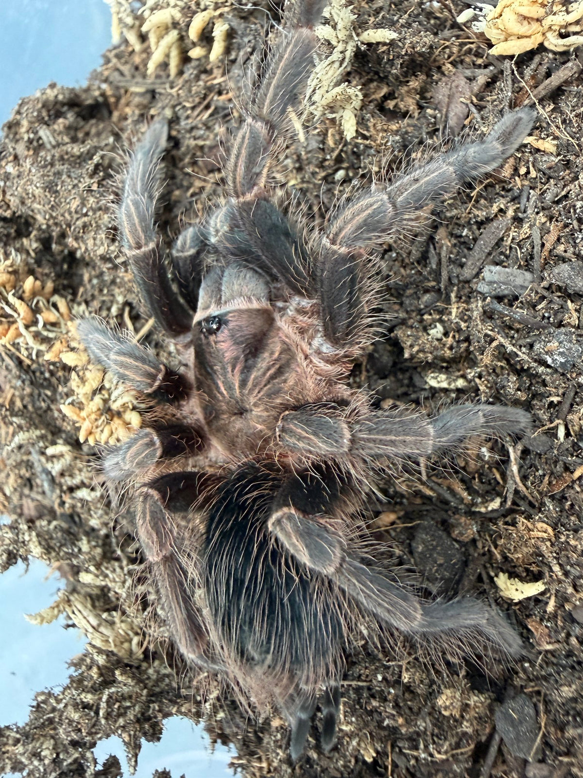 Dominican Purple Tarantula (Phormictopus sp. 'Dominican Purple') 3" (Juvenile)