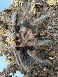 Dominican Purple Tarantula (Phormictopus sp. 'Dominican Purple') 3" (Juvenile)