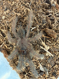Sarawak Red Tiger Tarantula (Phormingochilus everetti) 1-1.5" (Sling)
