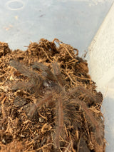 Sarawak Red Tiger Tarantula (Phormingochilus everetti)